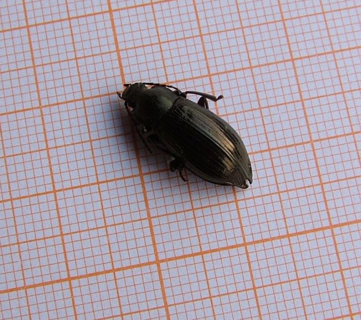 Stenomax piceus (Coleoptera, Tenebrionidae)